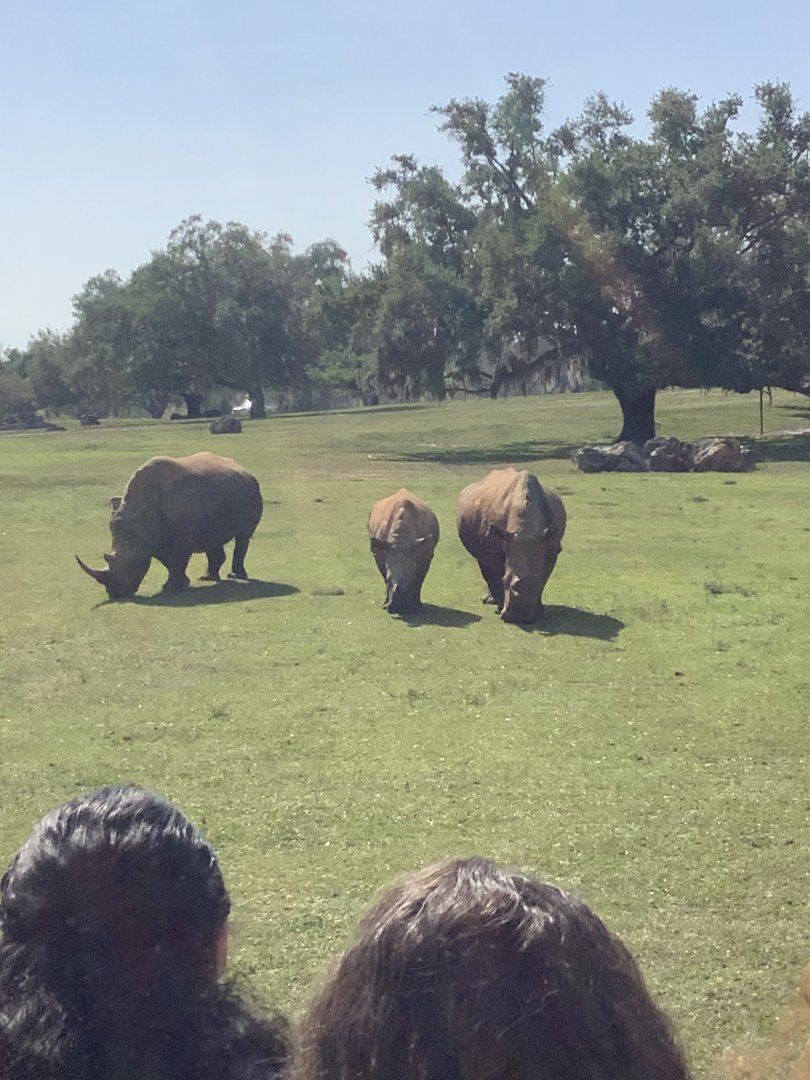 White Rhinoceroses 3/21/24