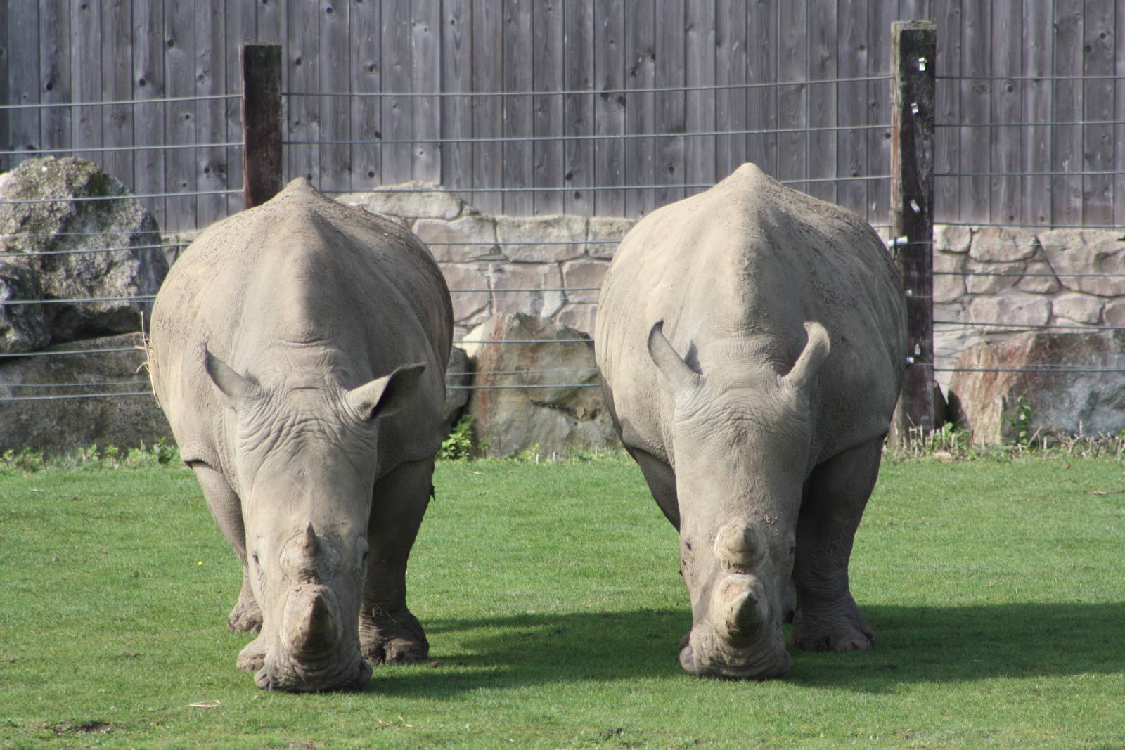 White Rhinoceroses, 30th September 2014