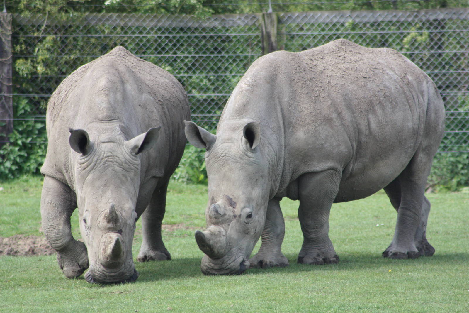 White Rhinoceroses, 6th May 2014