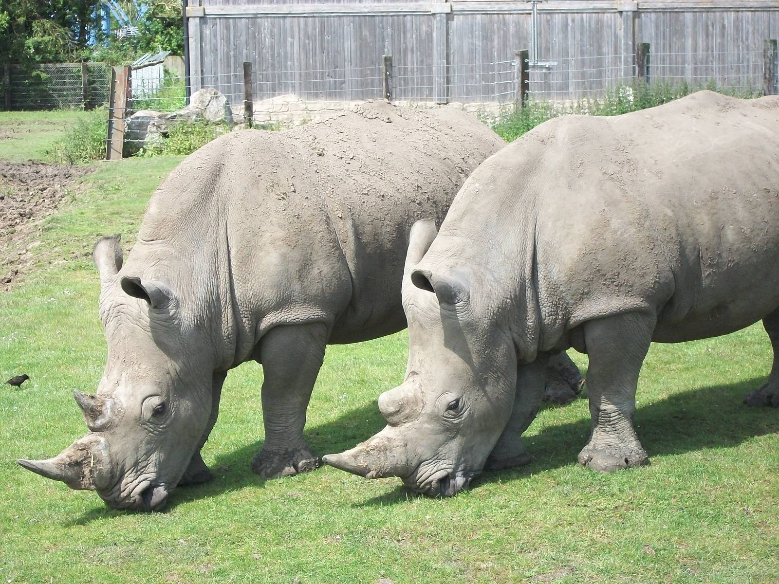 White Rhinoceroses, 9th June 2014