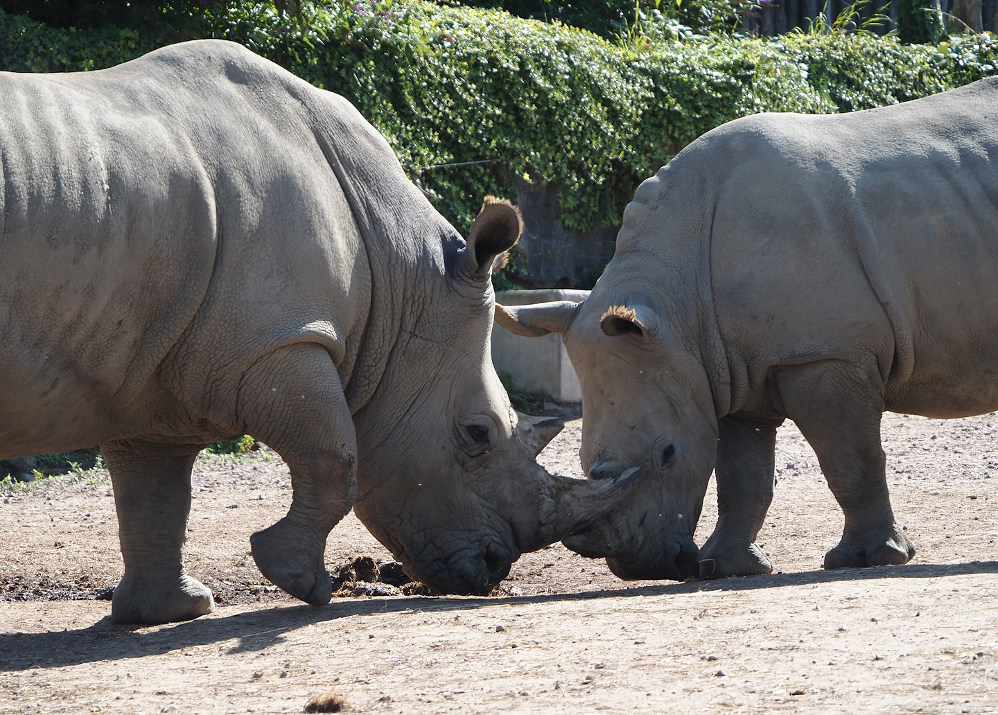 White rhinoceroses (Ceratotherium simum simum), 2024-09-17