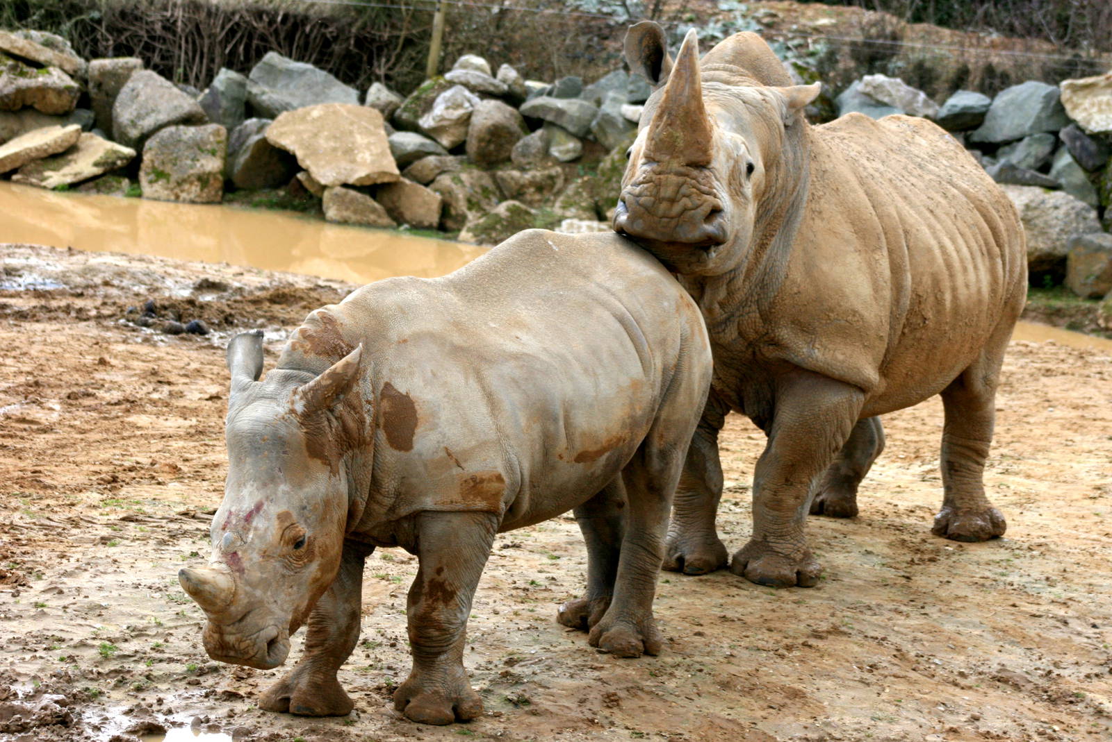 White rhinoceroses; Colchester; 27th February 2011