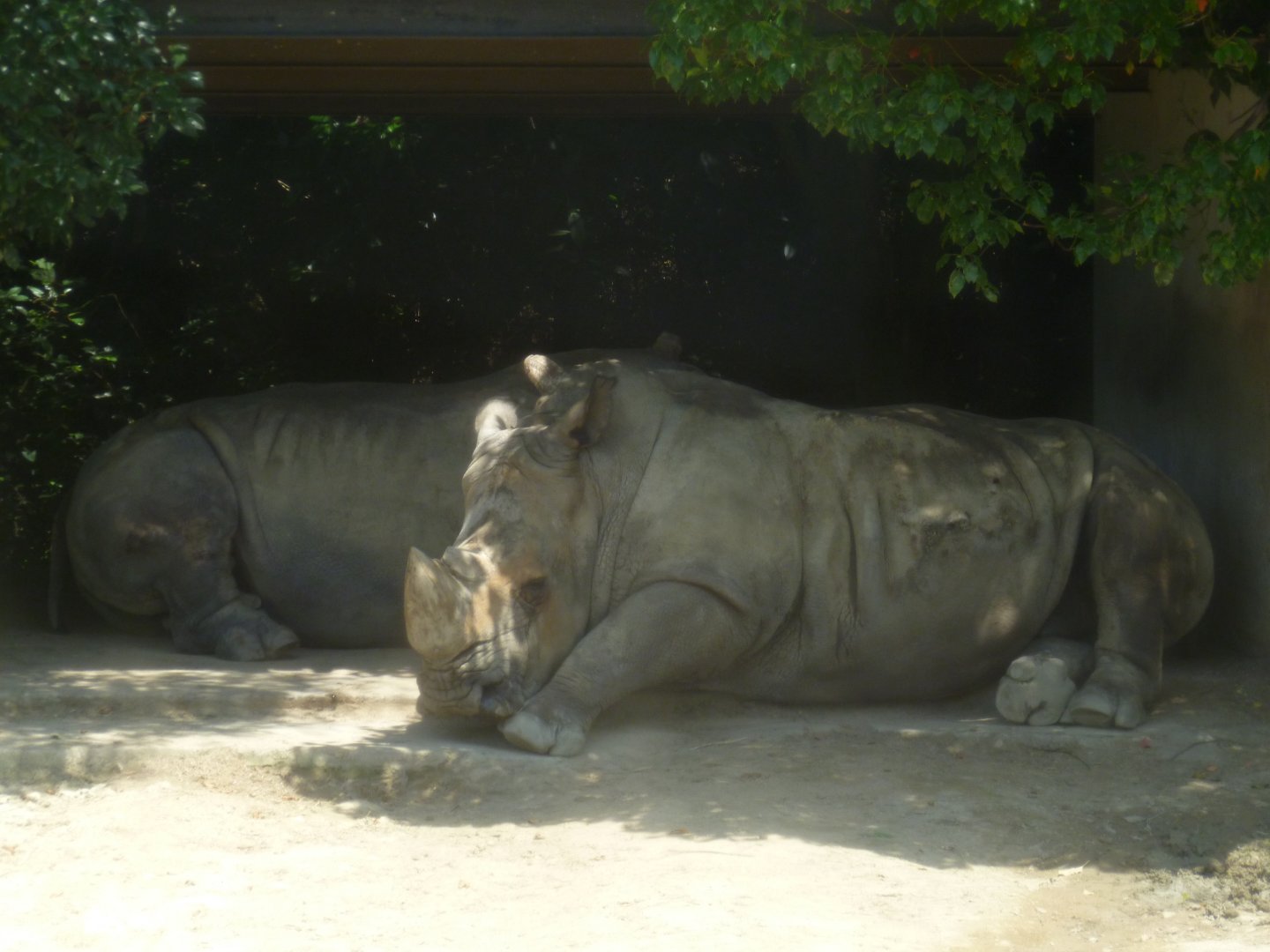 White rhinoceroses resting in shade July 2016