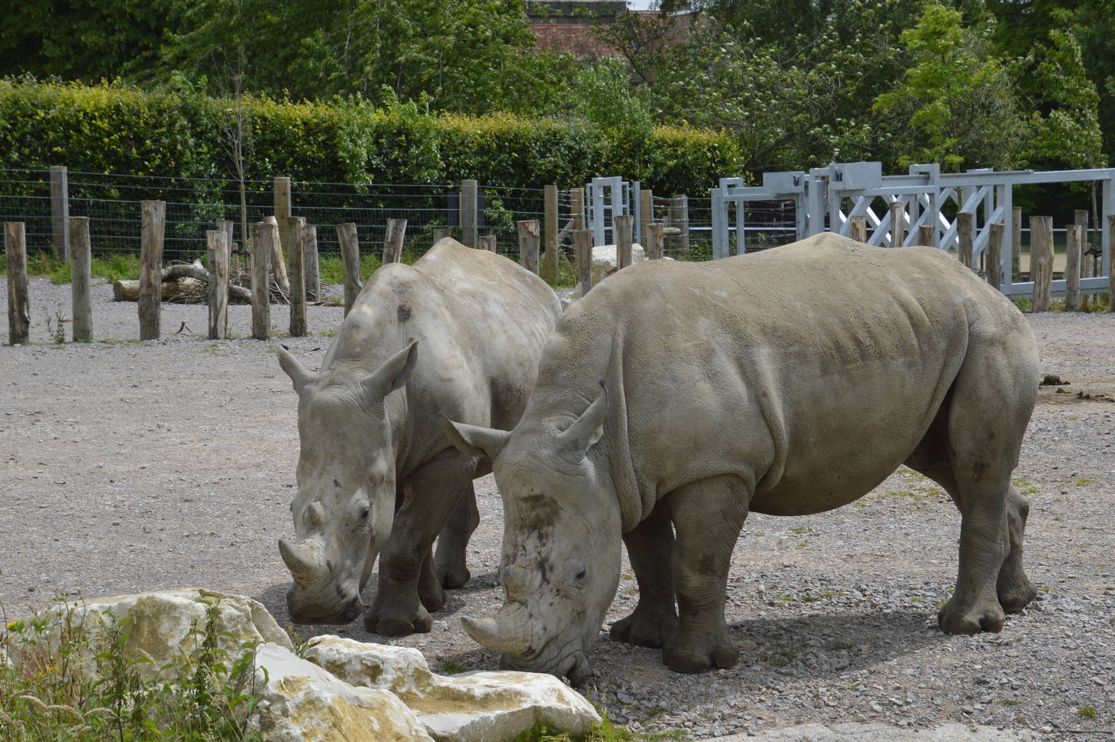 White Rhinoceroses - Wild Explorers 090716