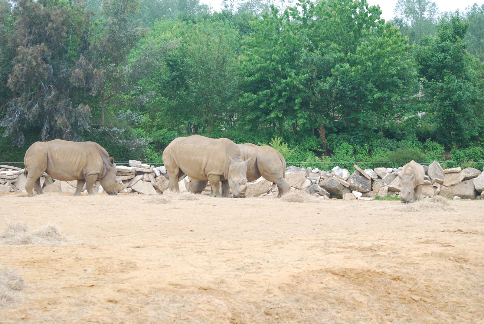 White rhinoceroses