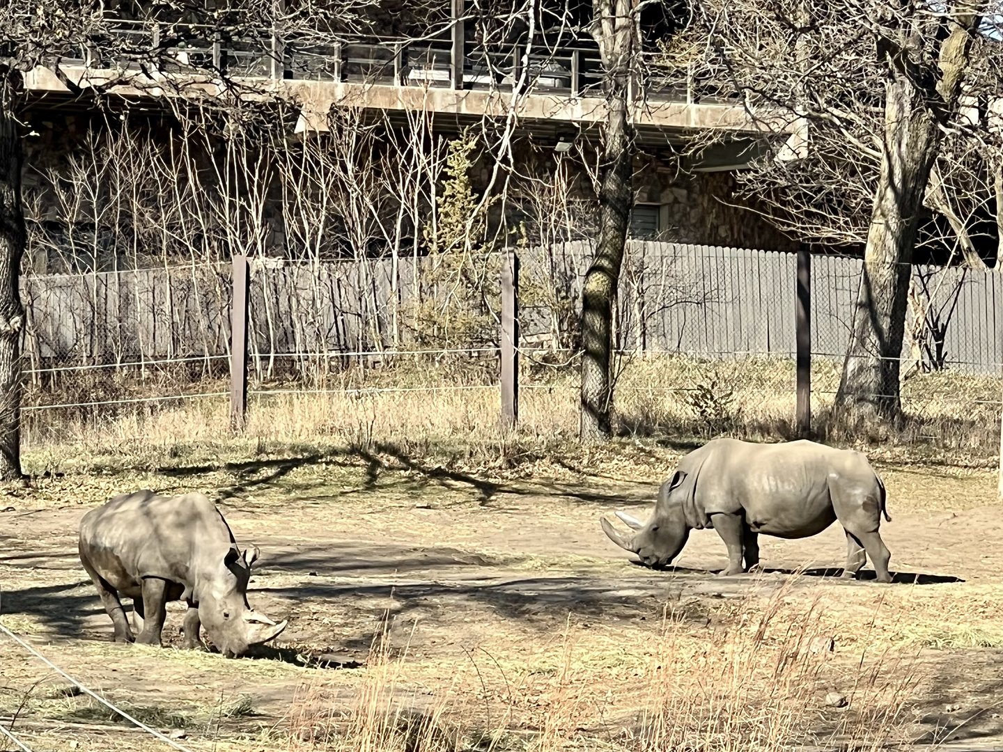 White Rhinoceroses
