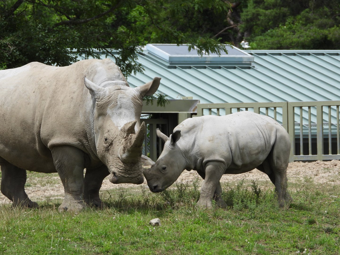 White rhinoceroses