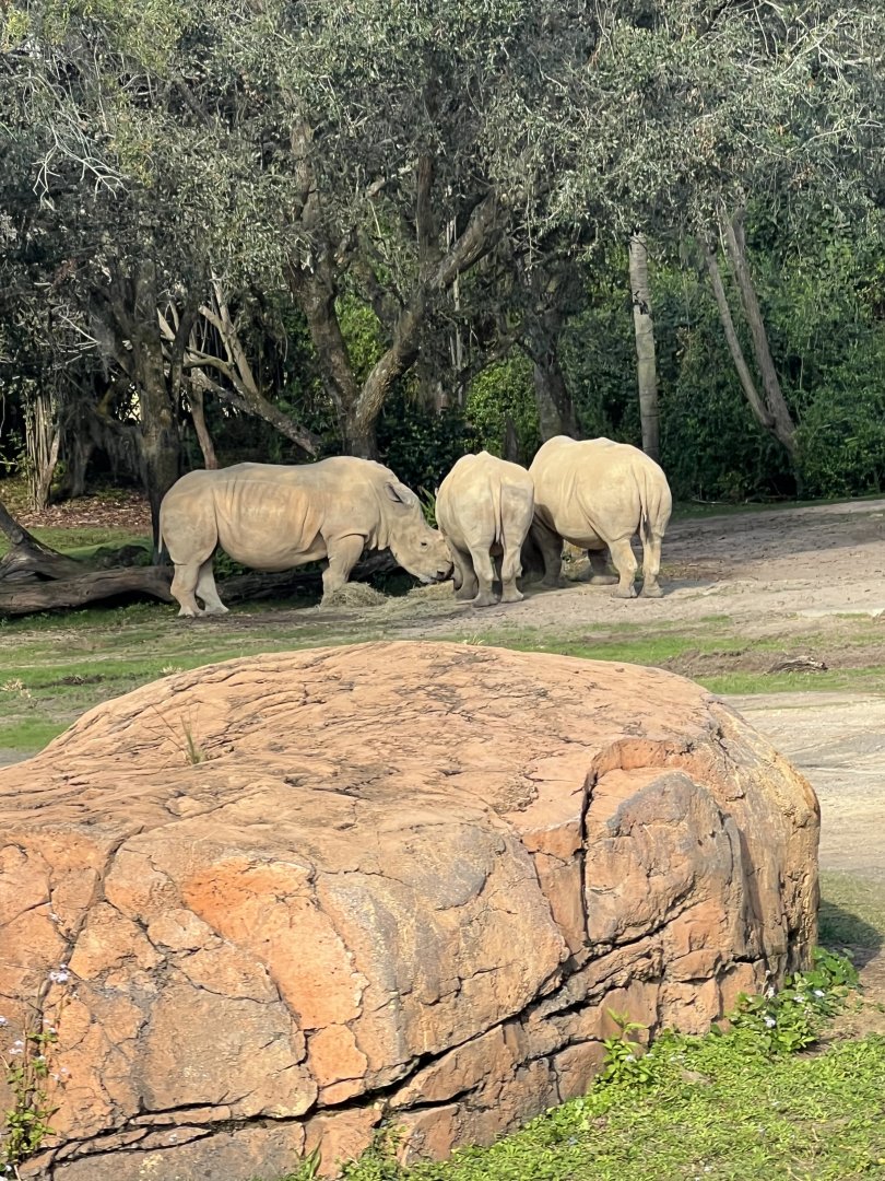White Rhinoceroses