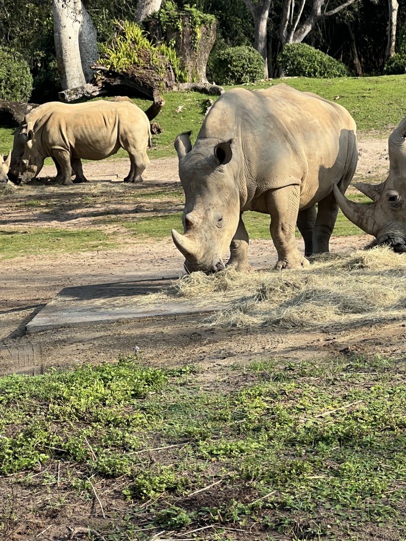 White Rhinoceroses