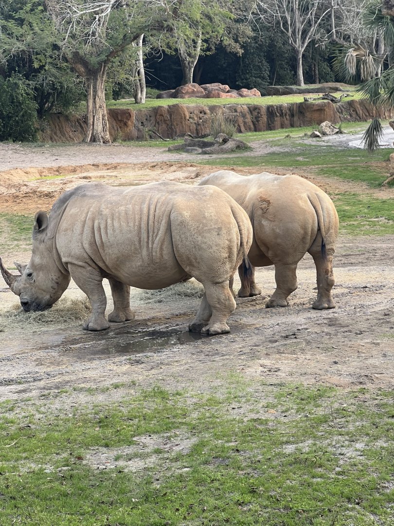 White Rhinoceroses