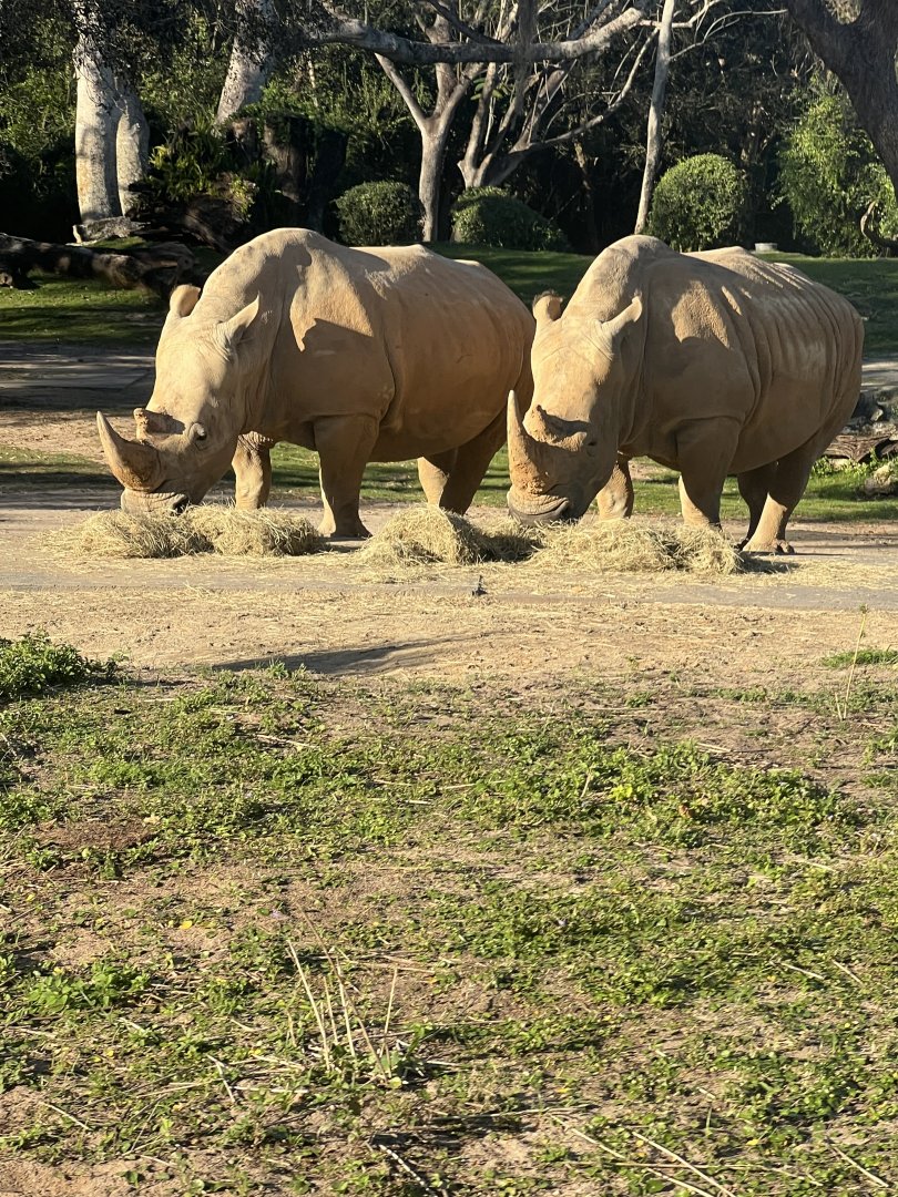 White Rhinoceroses