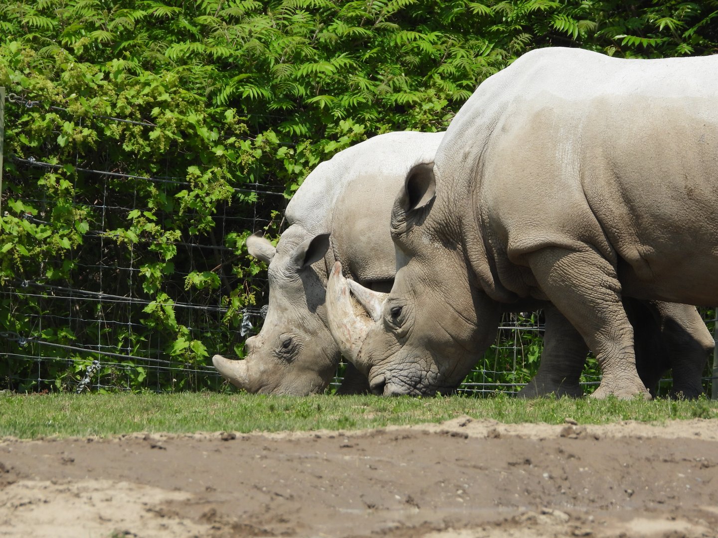 White rhinoceroses