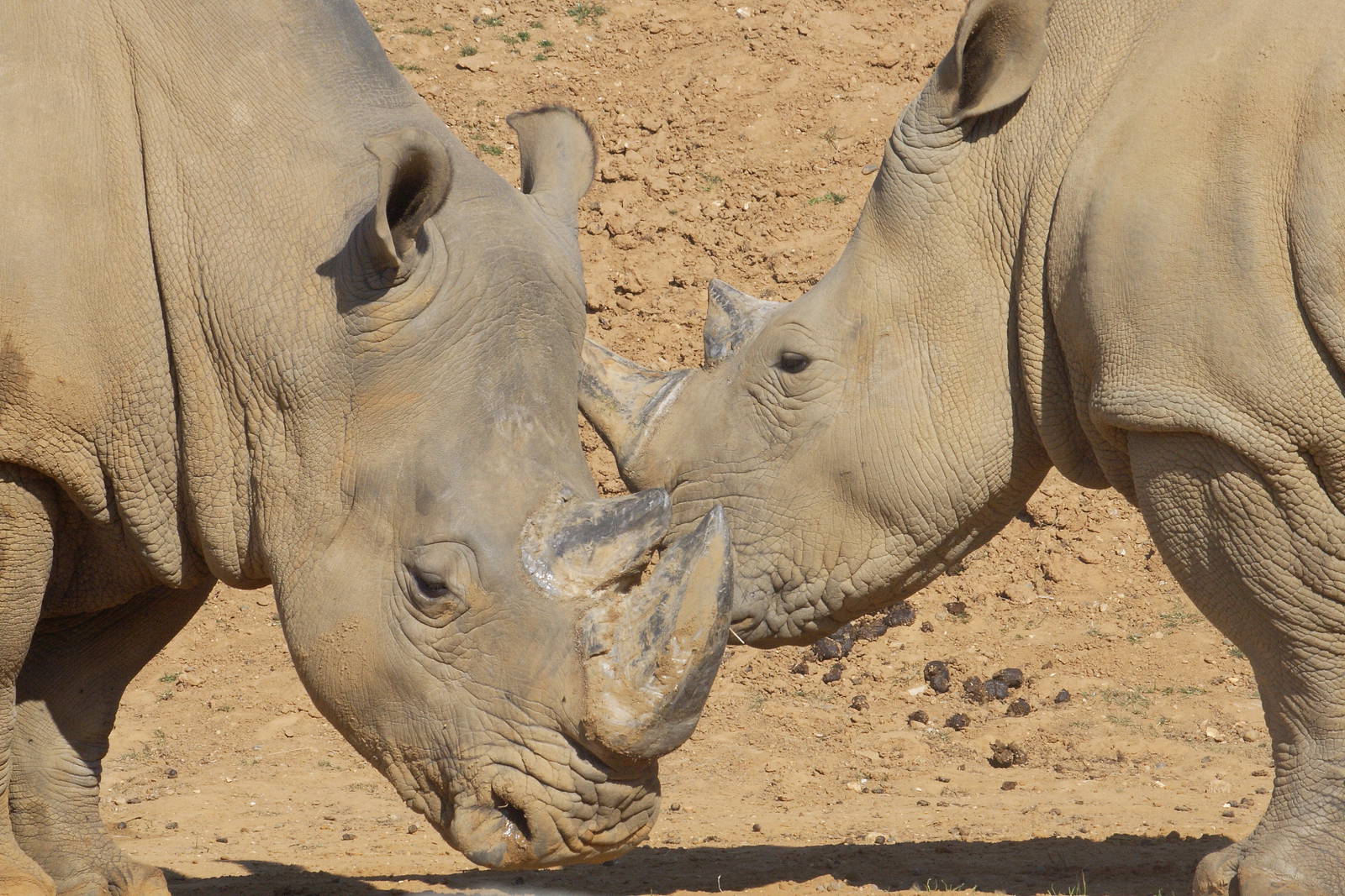 White rhinos 01/10/2011
