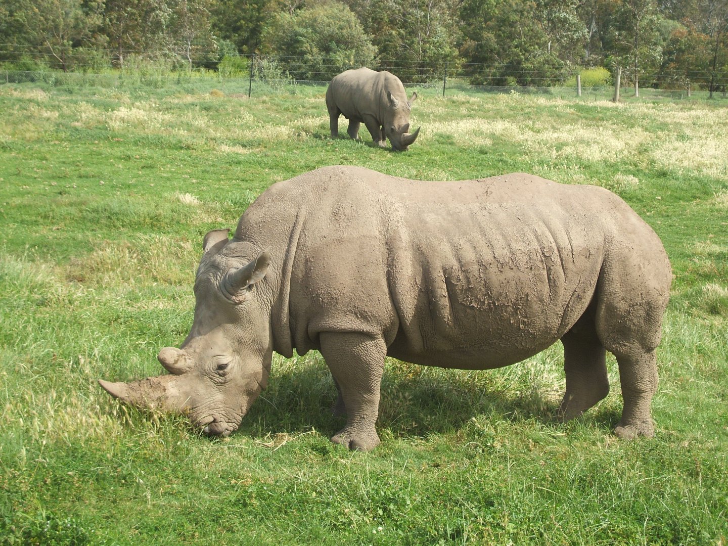 White Rhinos, 2010