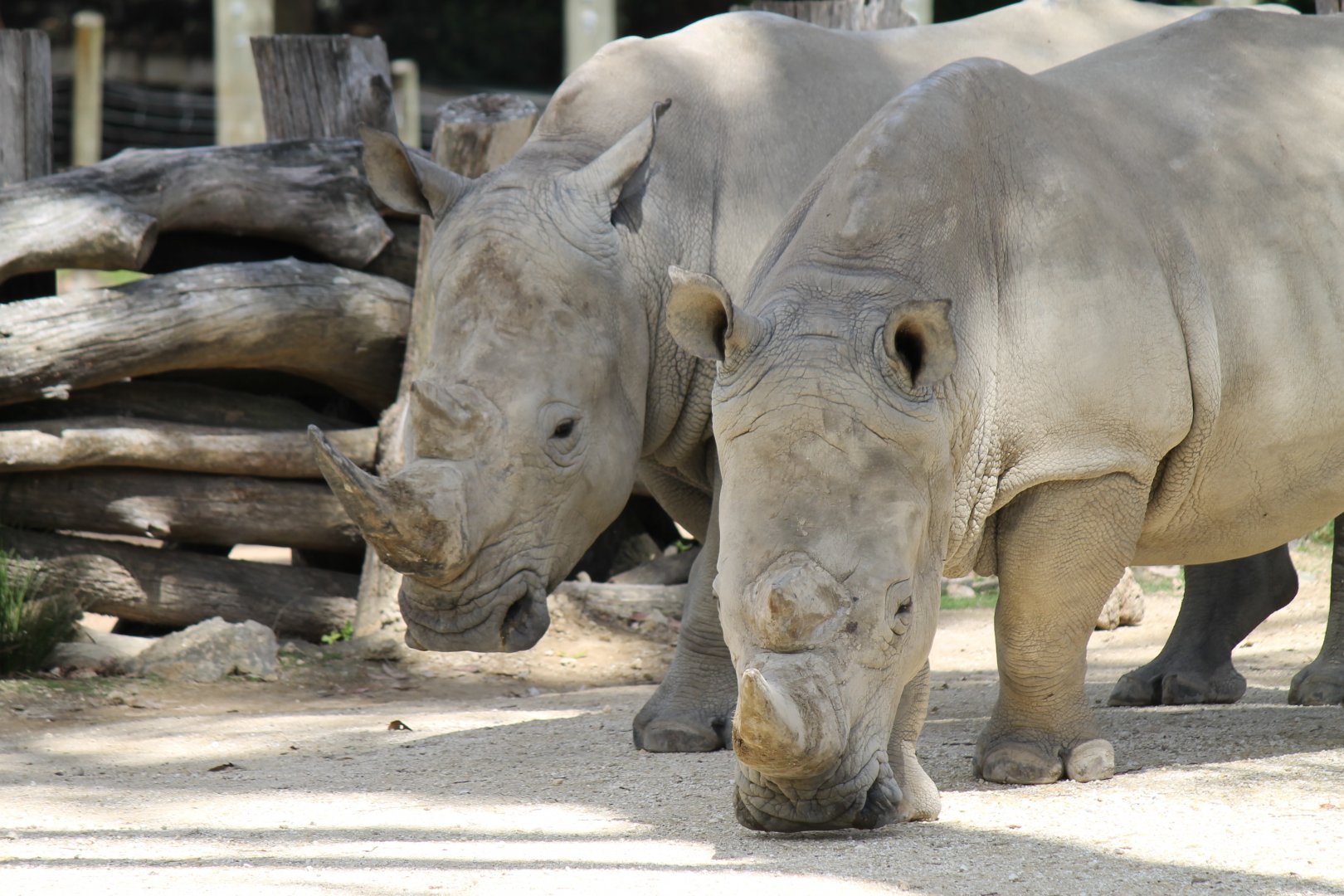 White Rhinos (2012)