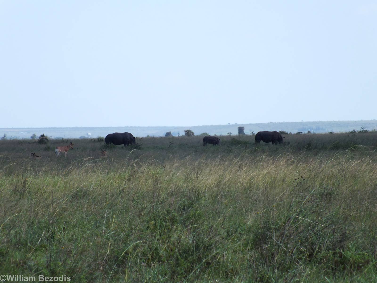White Rhinos and Coke's Hartebeest - Nairobi National Park