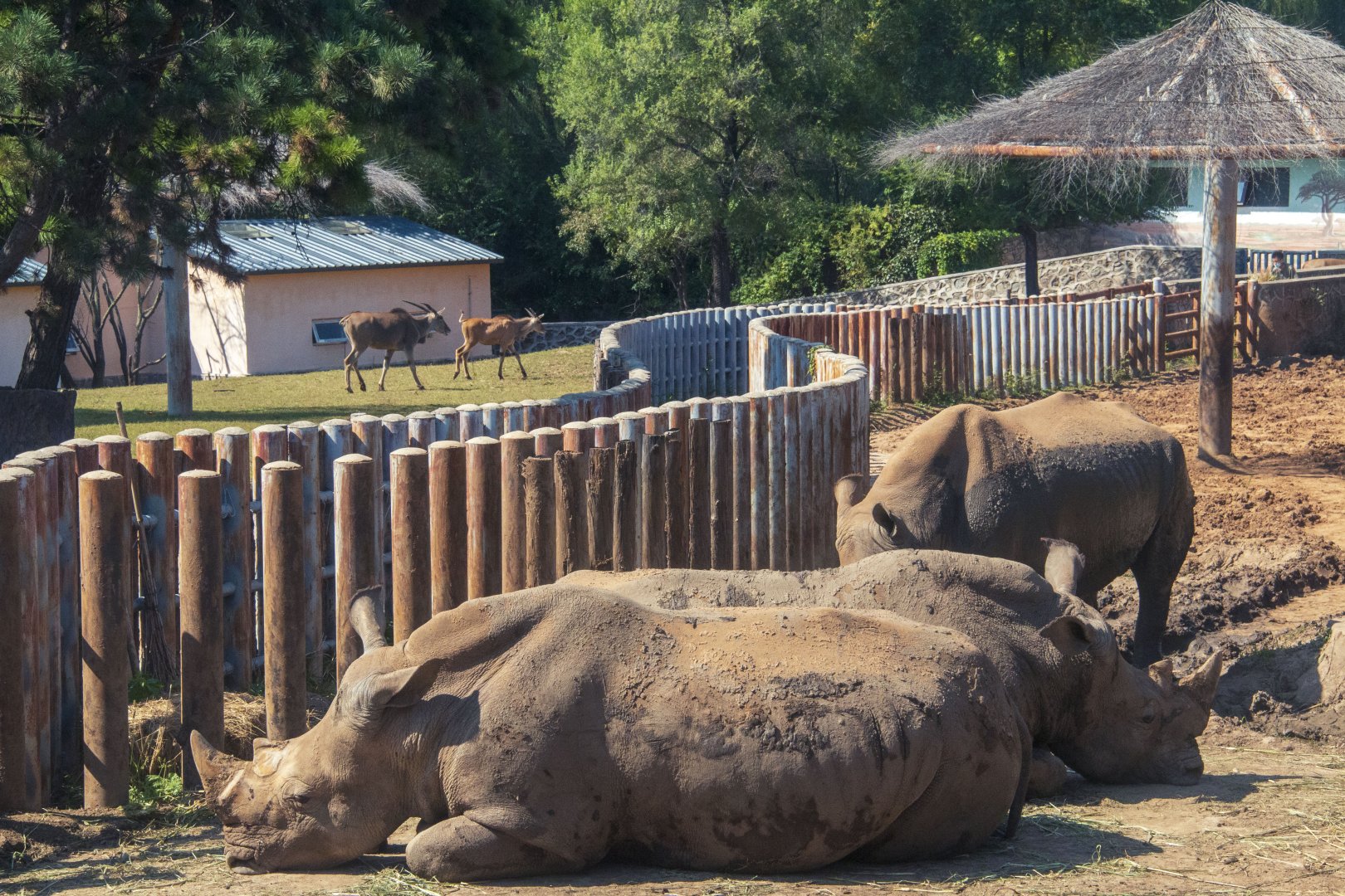 White rhinos and common elands