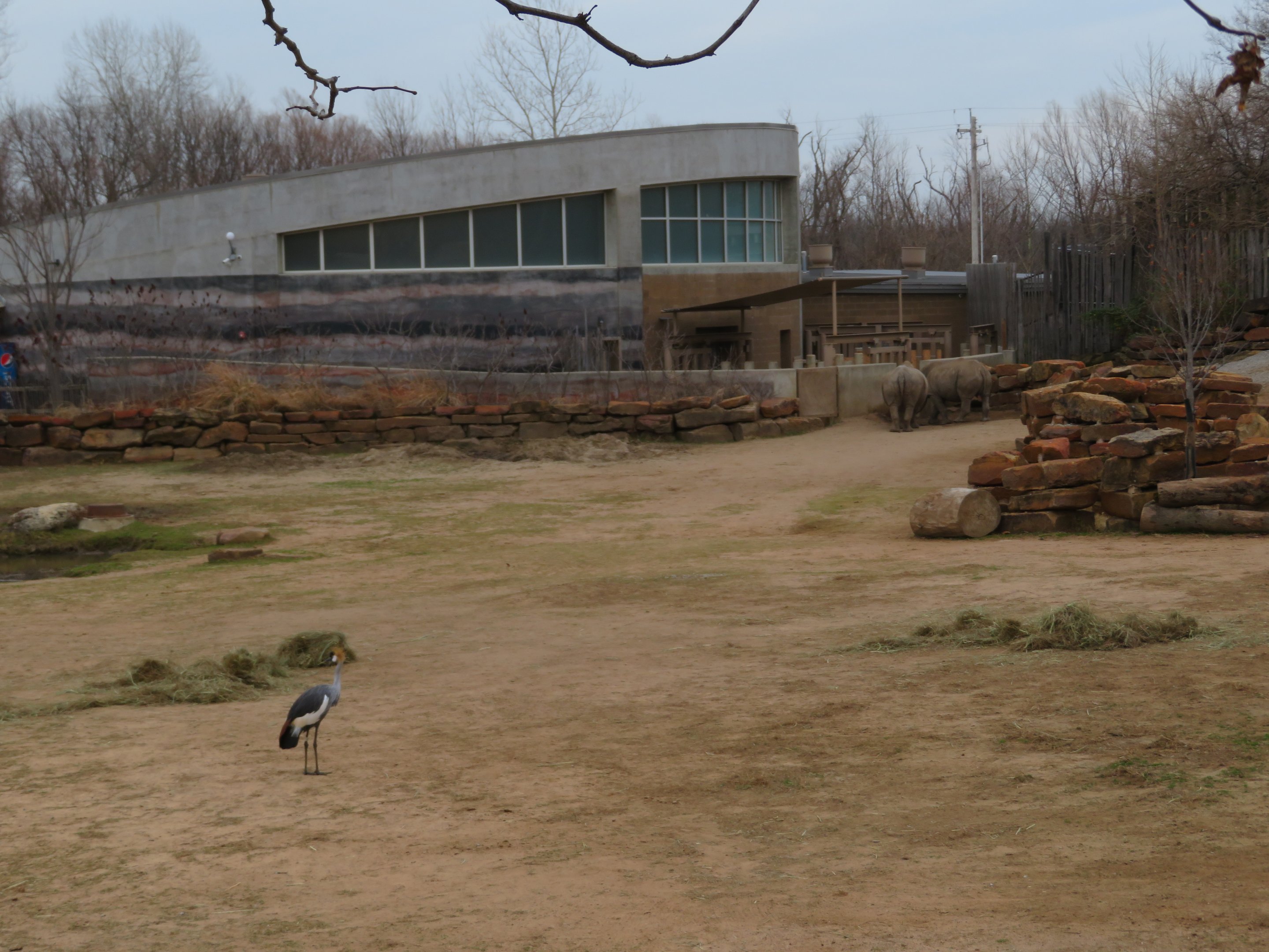 White Rhinos and Crowned Crane