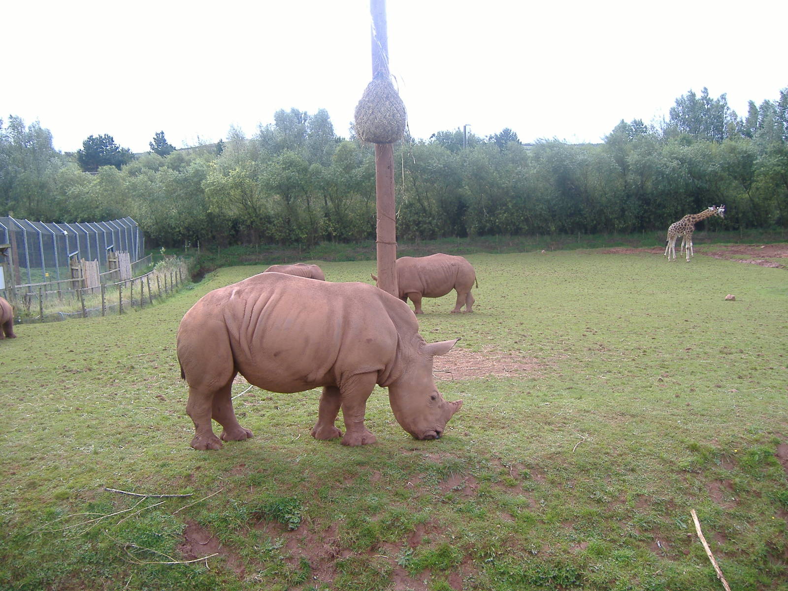 White rhinos and giraffes at South Lakes Wild Animal Park, 23 September 200