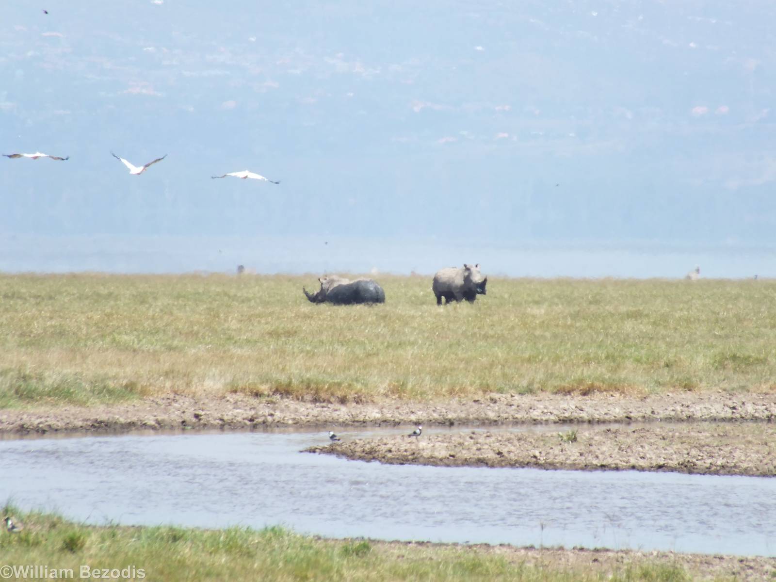 White Rhinos and Great White Pelicans - Lake Nakuru