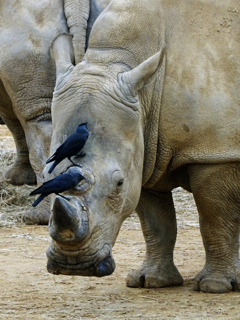 White rhinos and jackdaws