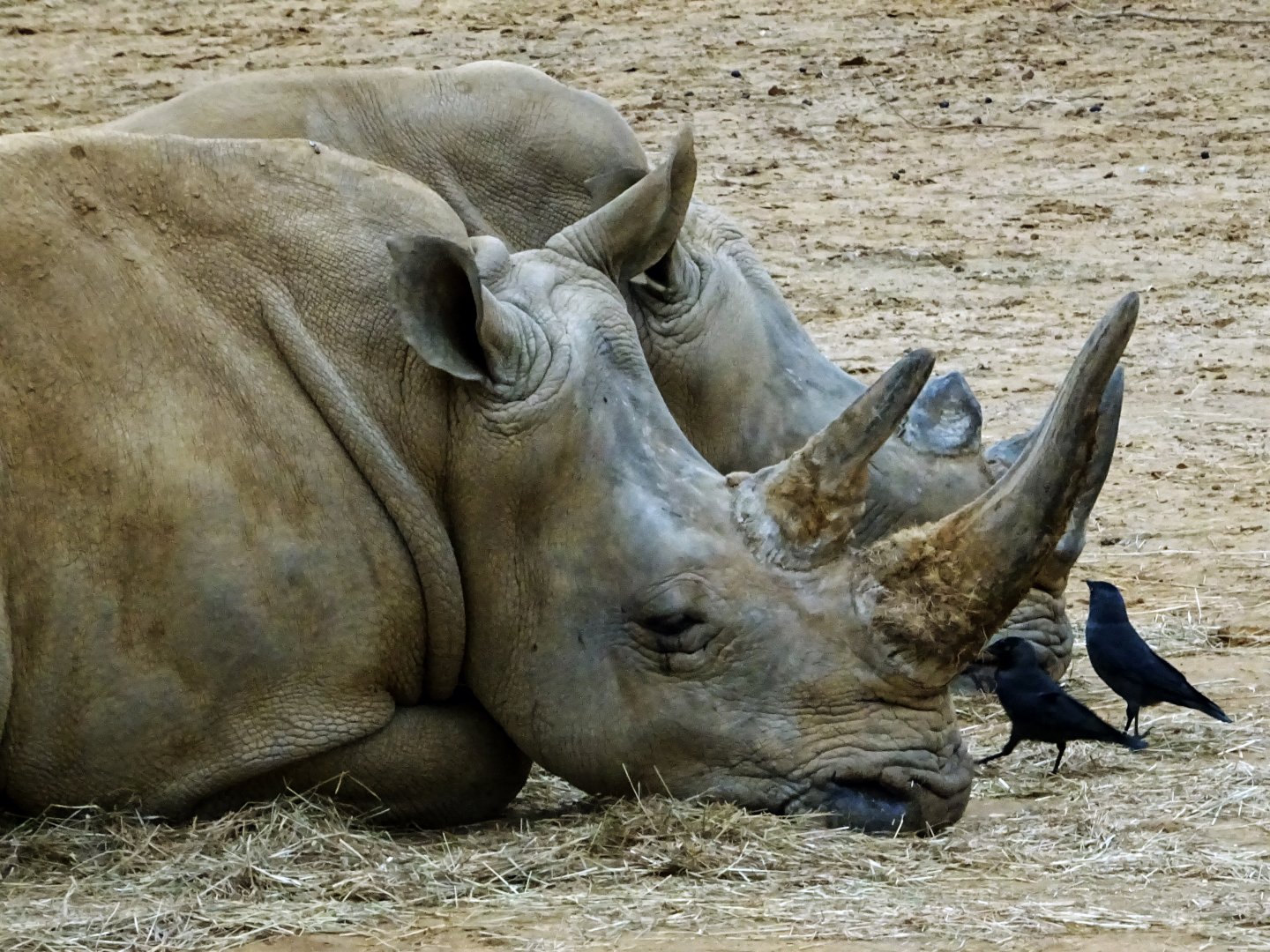 White rhinos and jackdaws