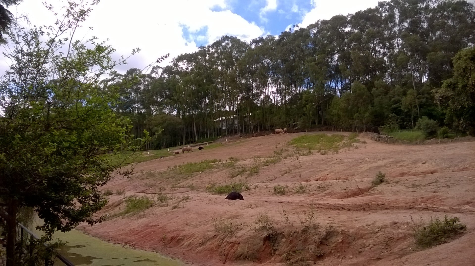 White rhinos and ostriches