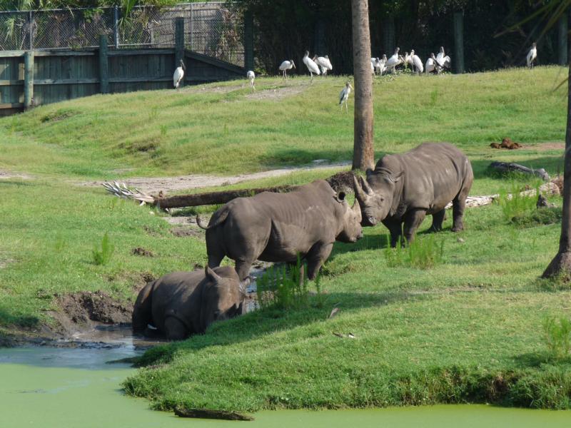 white rhinos and storks