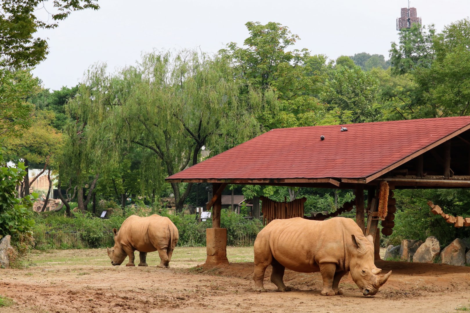 White Rhinos and their exhibit