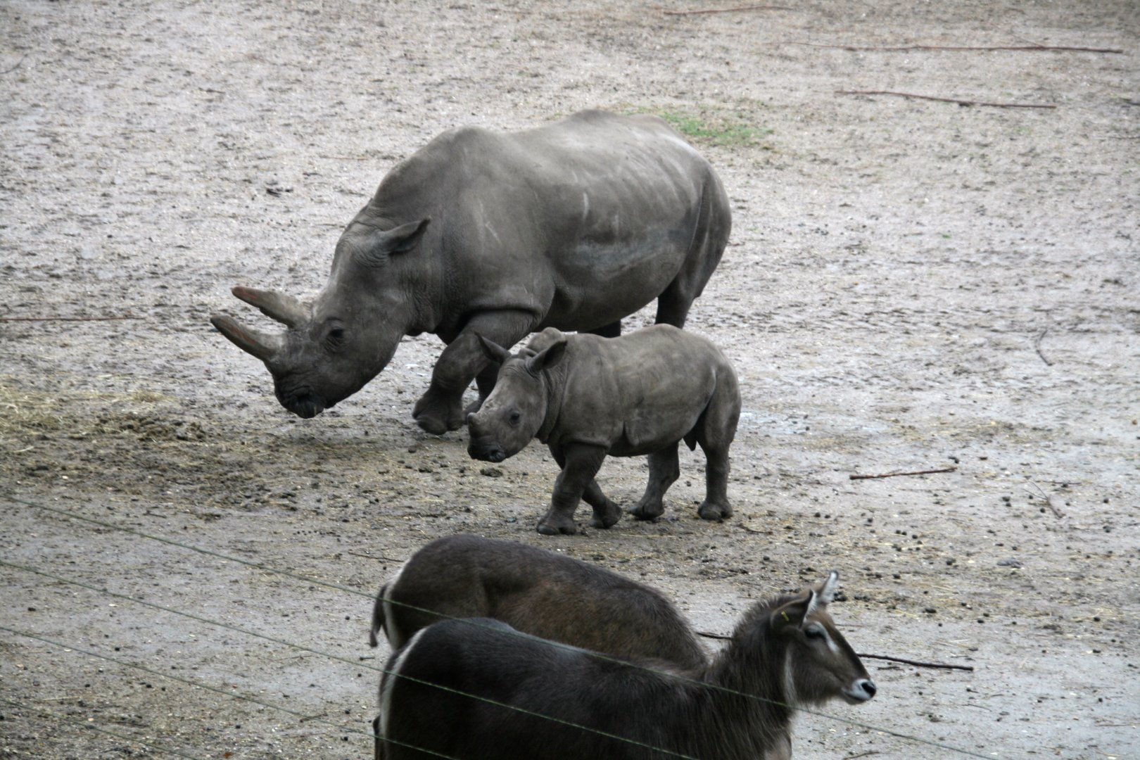 White rhino's and waterbucks