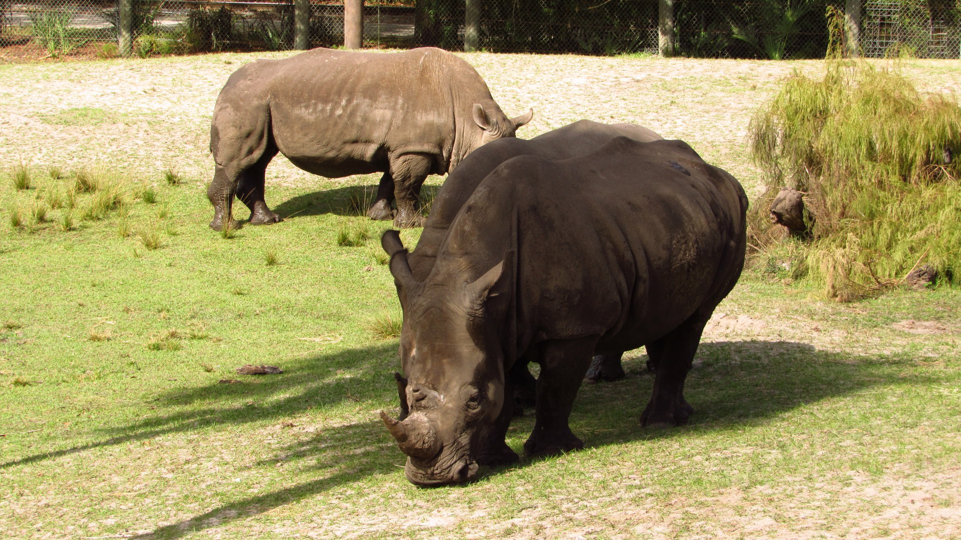White Rhinos Archie, Gabby & Kande