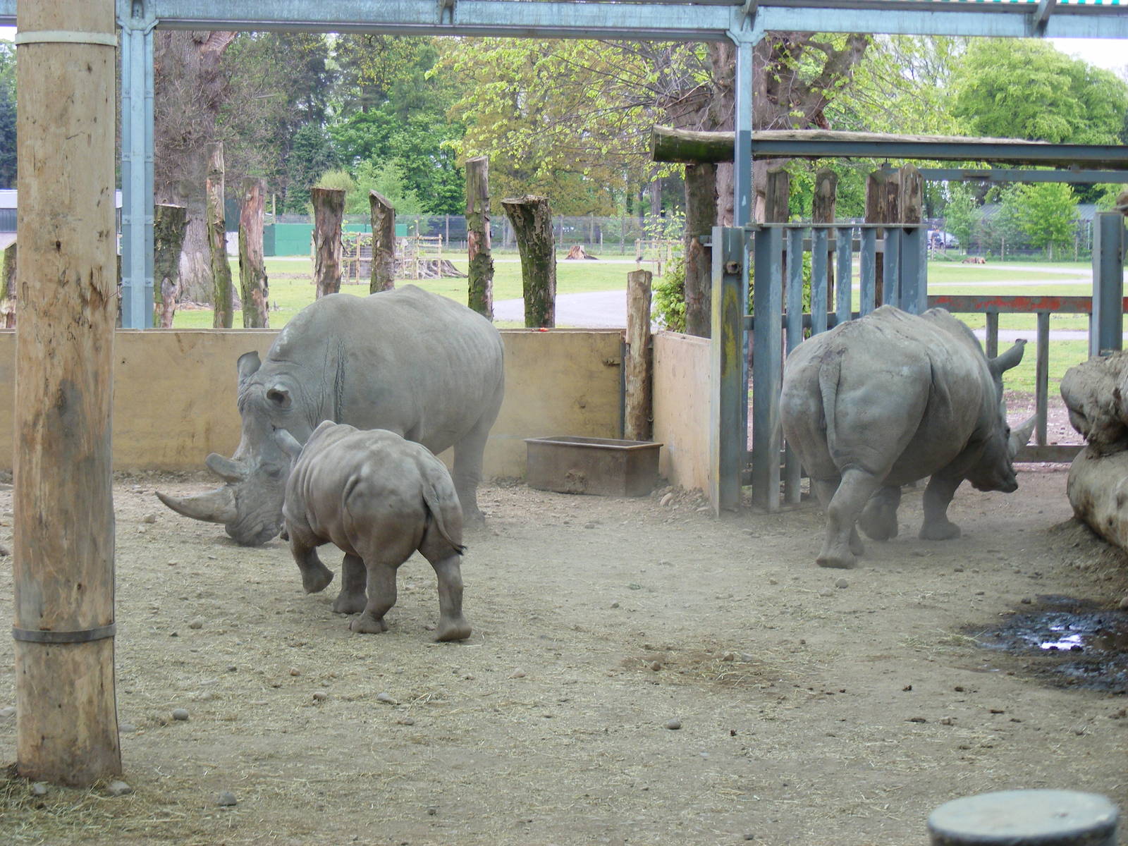 White rhinos at Blair Drummond Safari Park, 19 May 2010