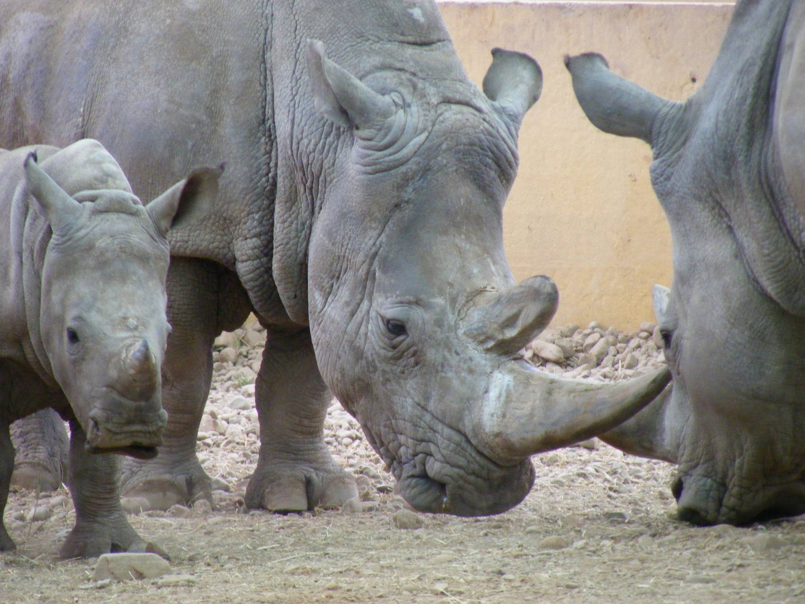 White rhinos at Blair Drummond Safari Park, 19 May 2010