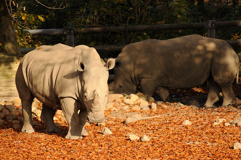 White rhinos at Dortmund