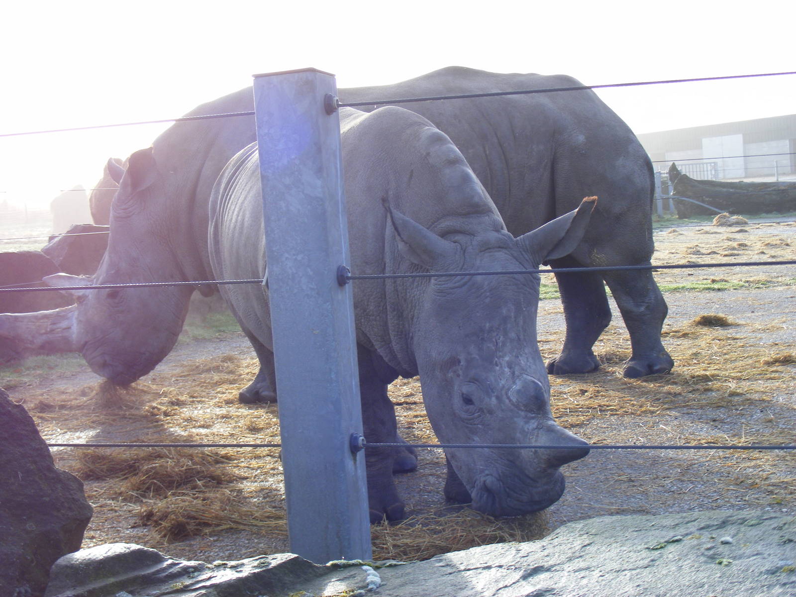 White rhinos at Knowsley Safari Park, 28 December 2009