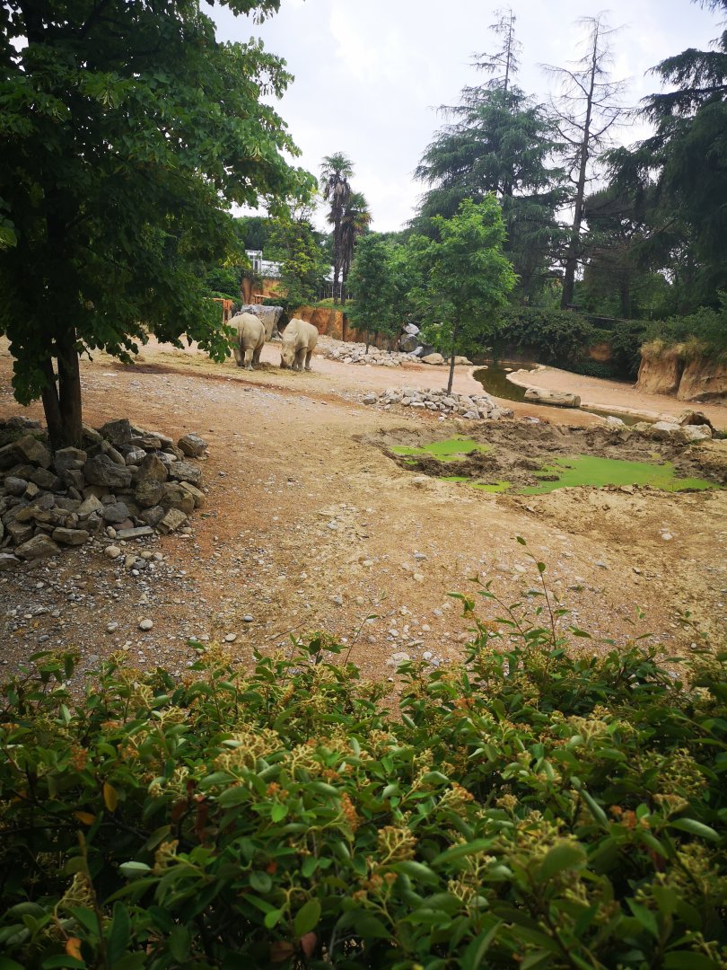 White rhinos at le Cornelle