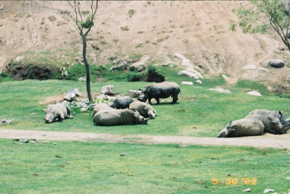 White Rhinos at San Diego Wild Animal Park, 30 May 2002