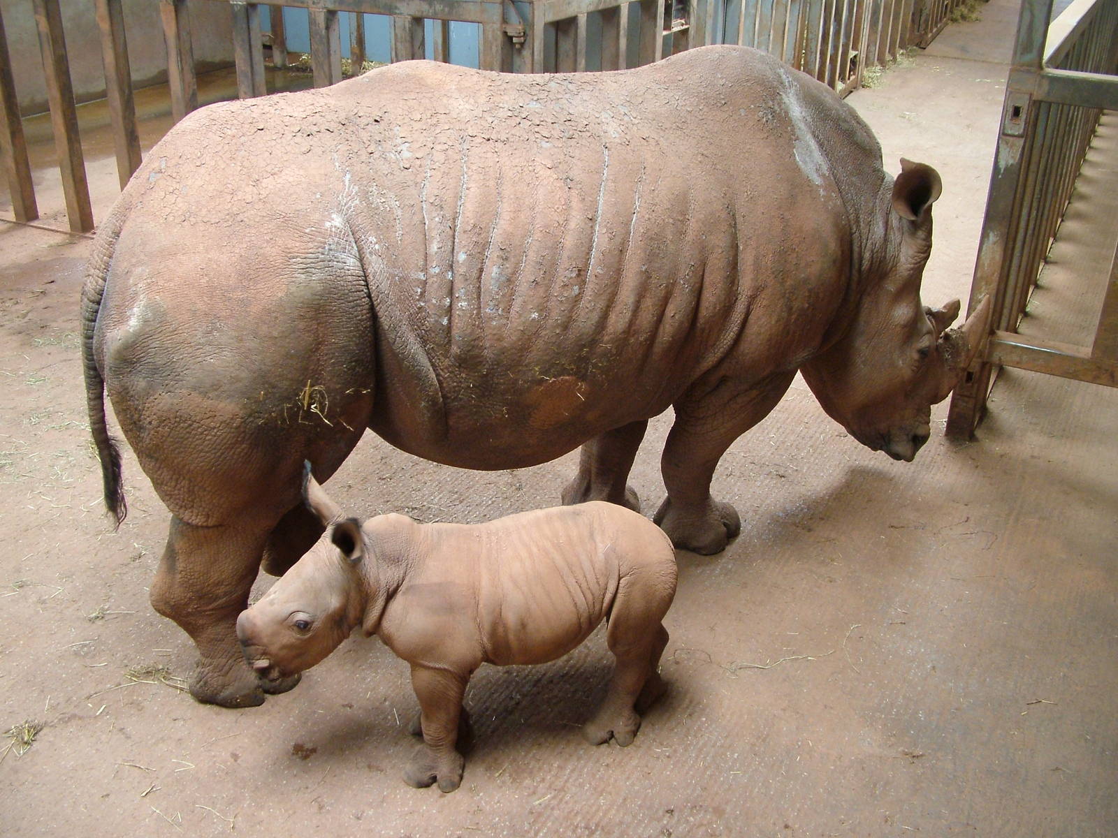 White Rhinos at South Lakes WAP 2008