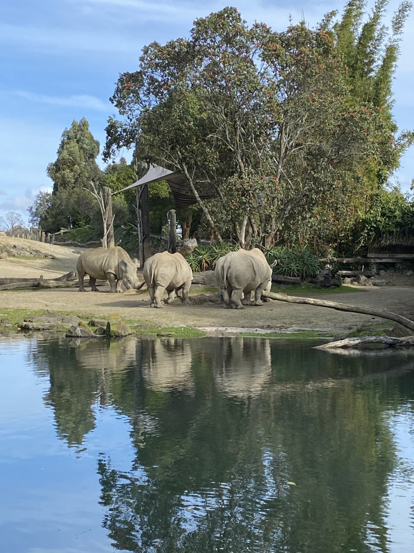 White Rhinos at the Waterhole