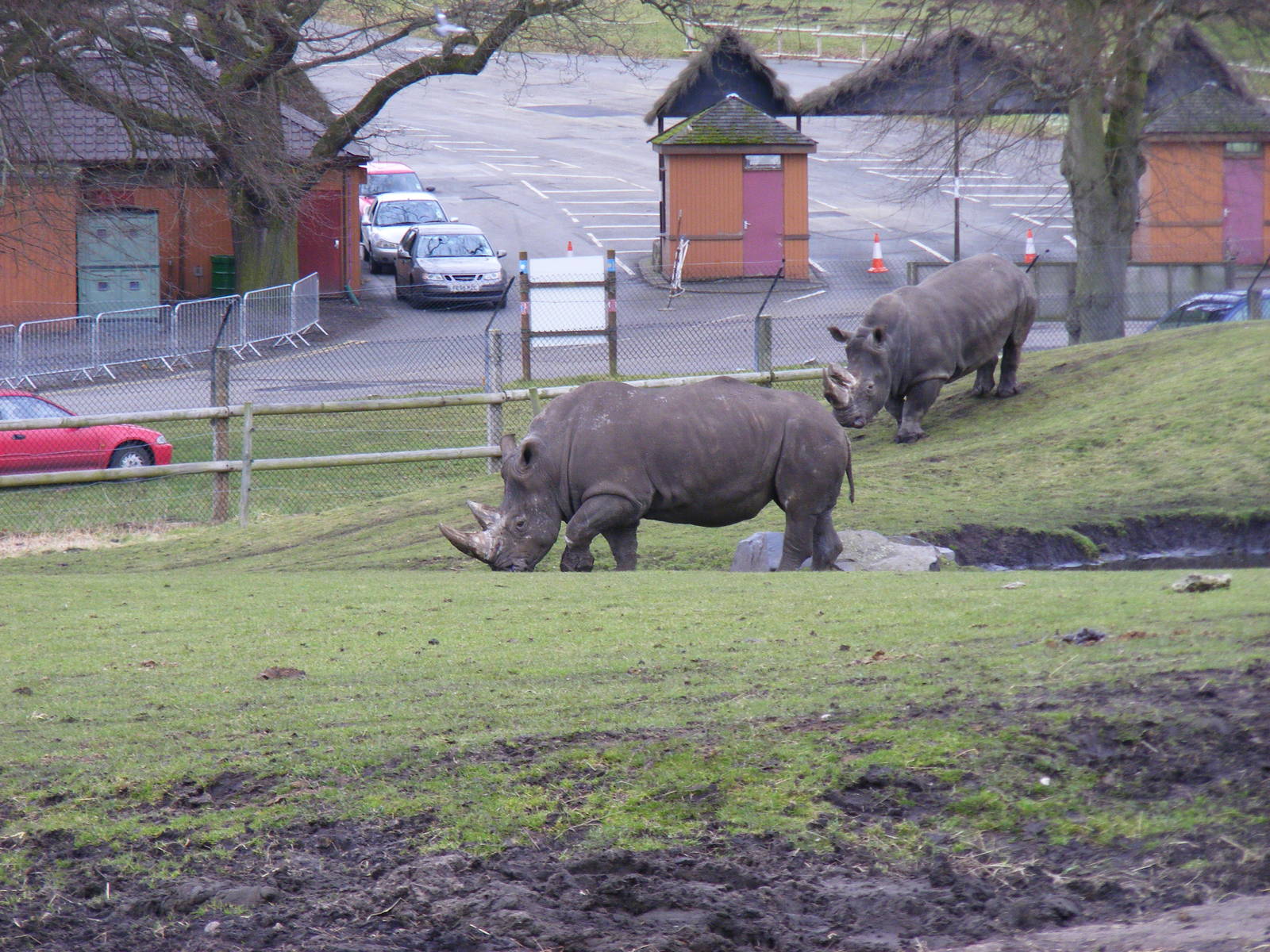 White rhinos at West Midland Safari Park, 13 February 2010