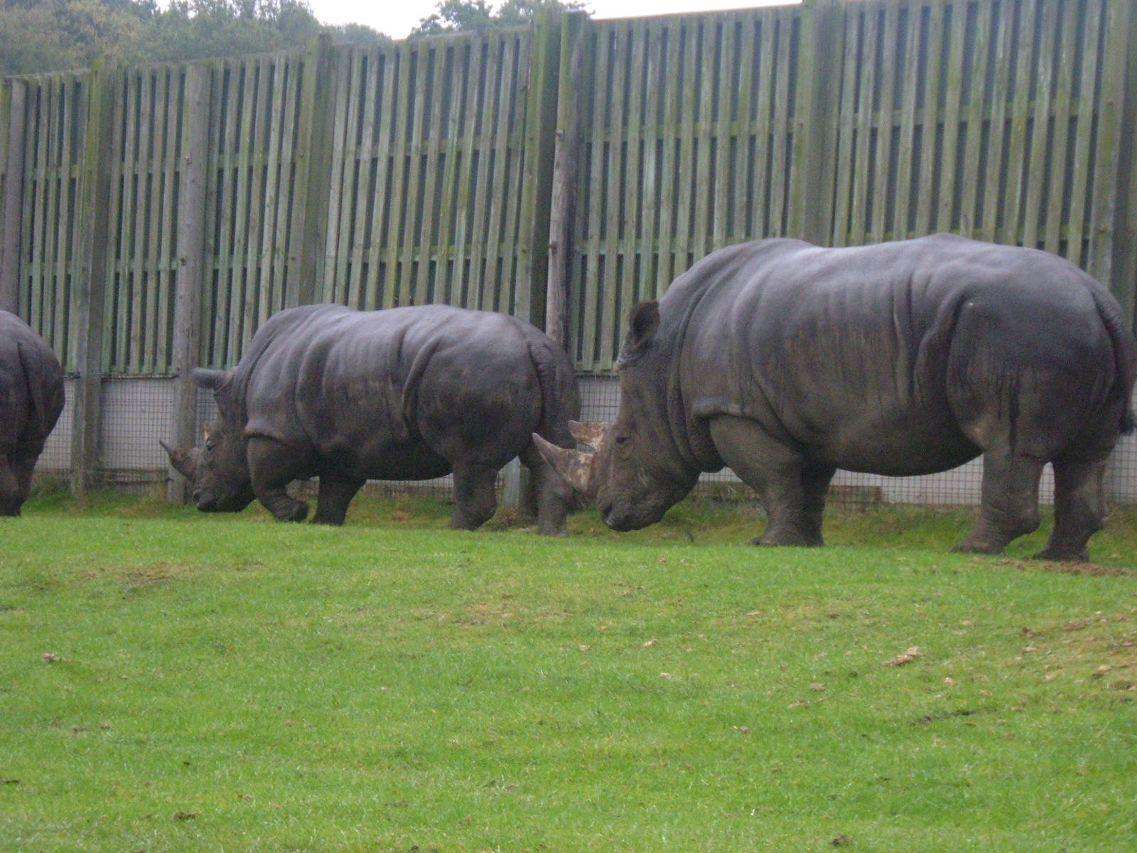White Rhinos at West Midlands Safari Park