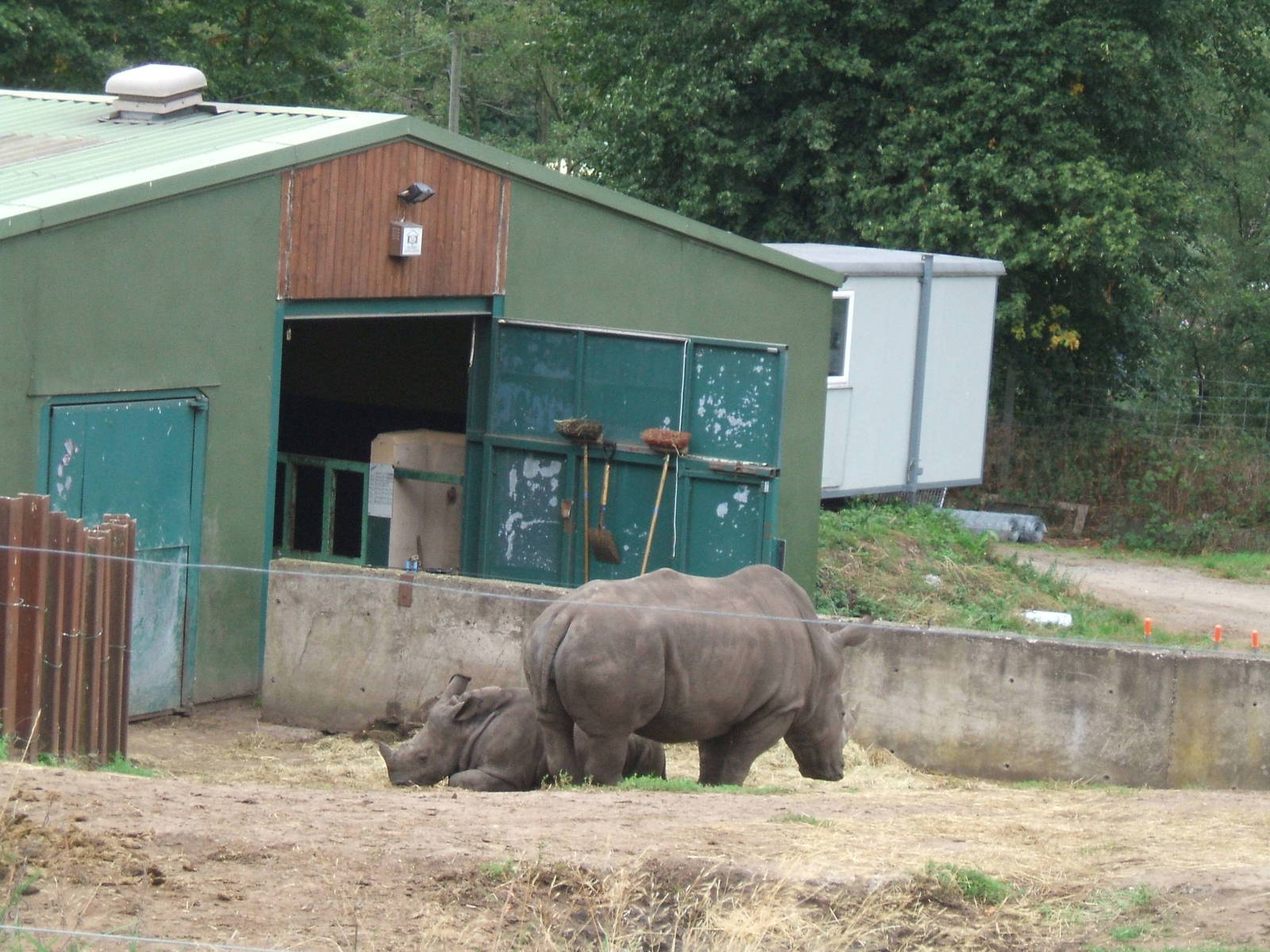 White Rhinos at West Midlands Safari Park