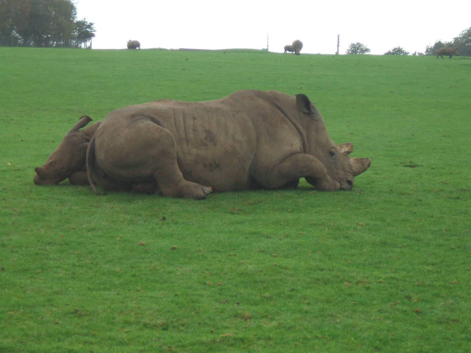 White Rhinos at Whipsnade
