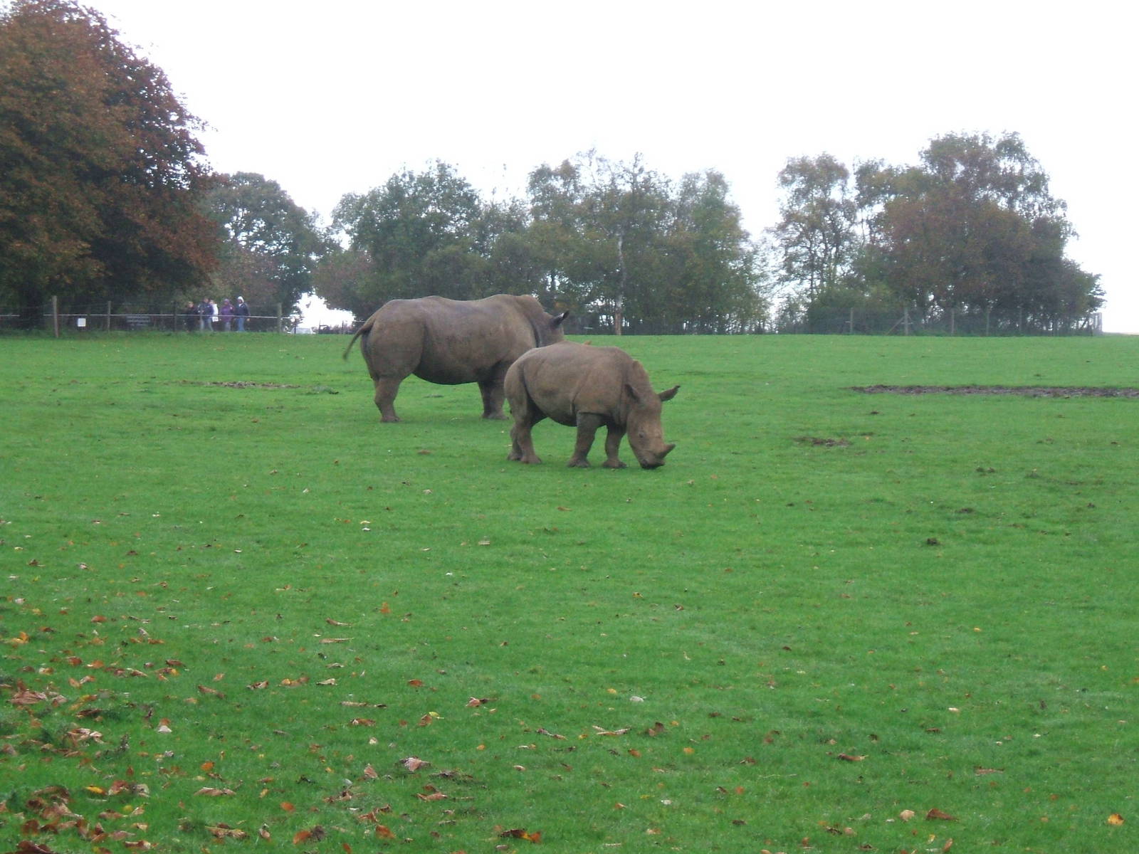 White Rhinos at Whipsnade