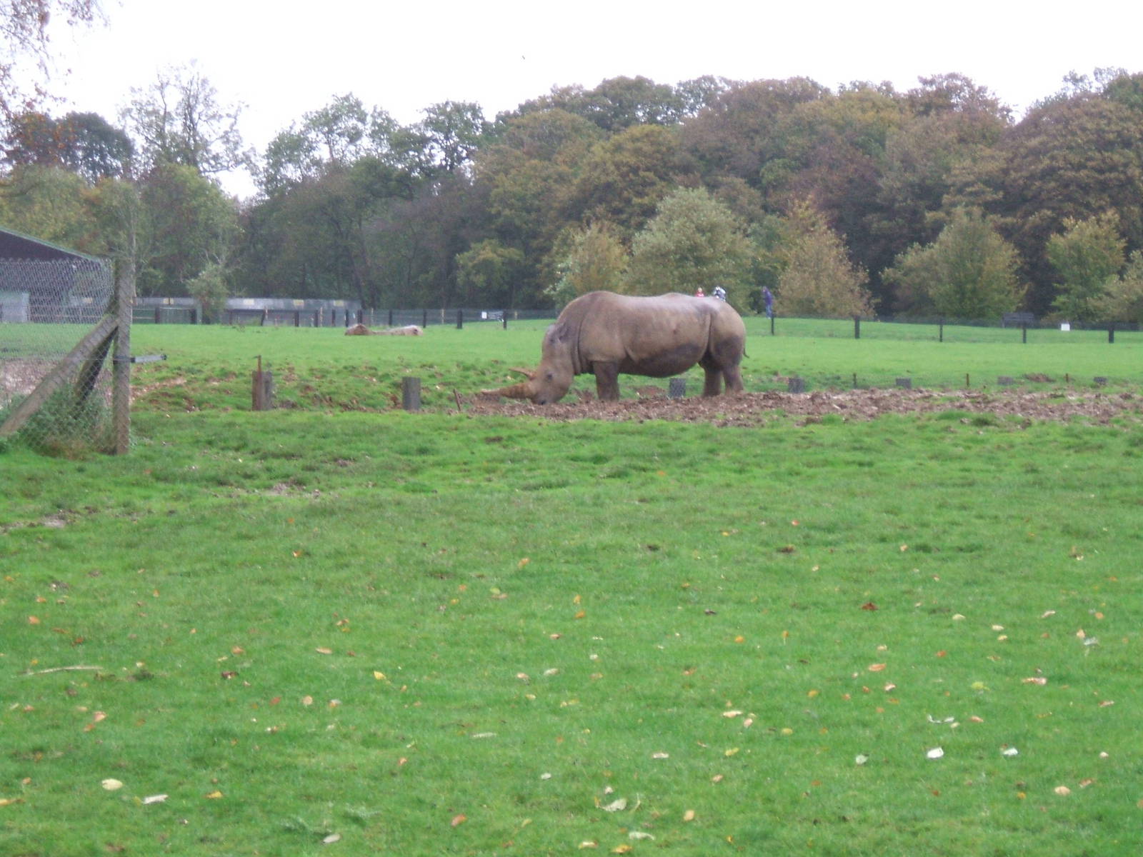 White Rhinos at Whipsnade