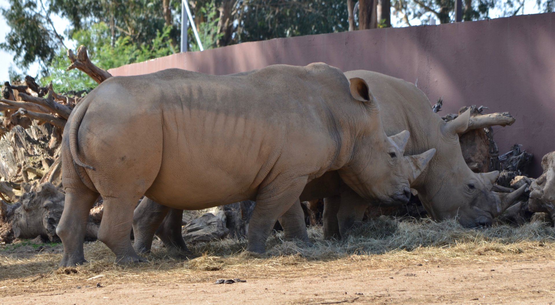 White Rhinos at Zoo Santo Inácio