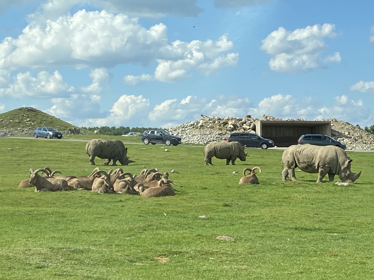 White Rhinos & Barbary Sheep