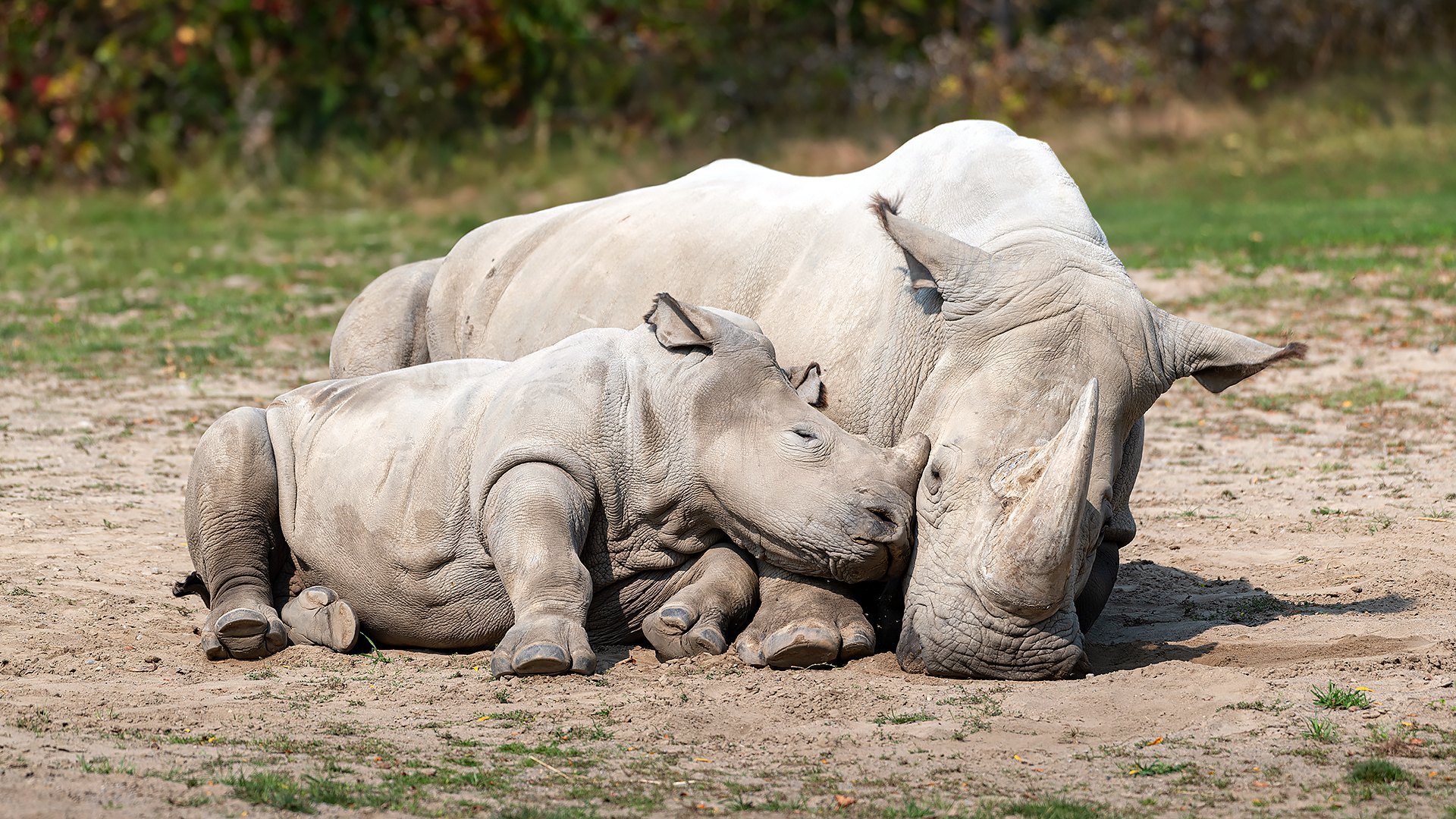 White rhinos (Ceratotherium simum)