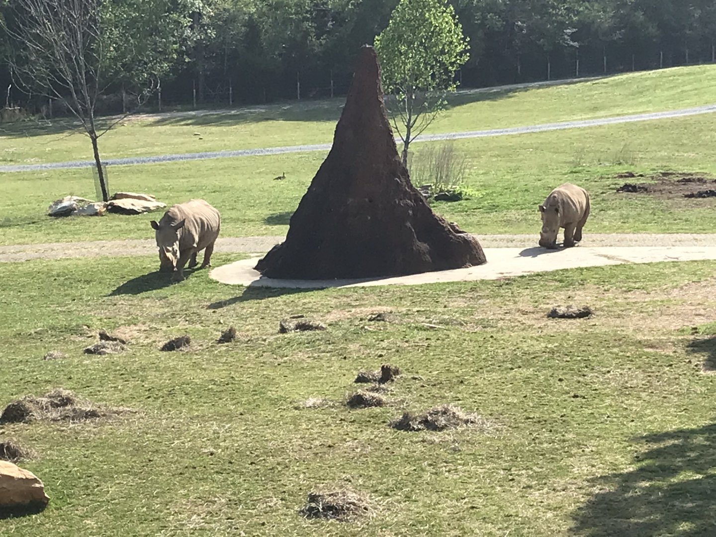 White Rhinos coming to get Breakfast