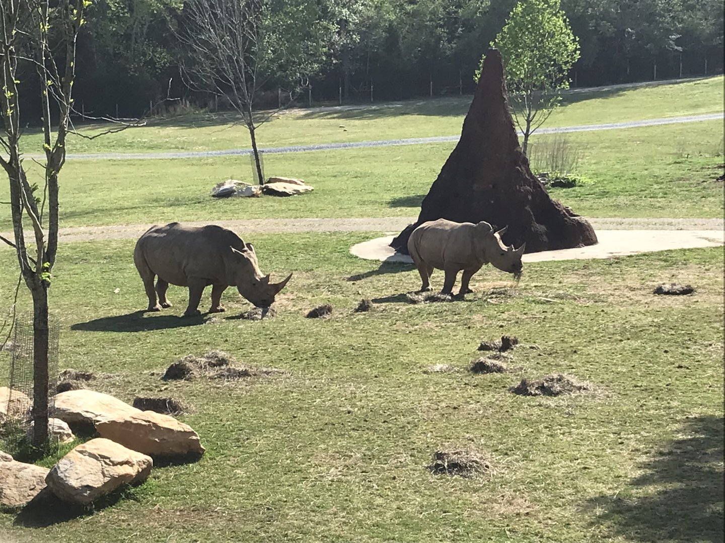 White Rhinos eating Hay